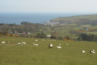 photograph of sheep